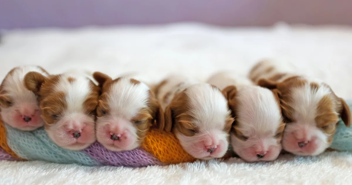Before You Bring Your Puppy Home Essential Preparation