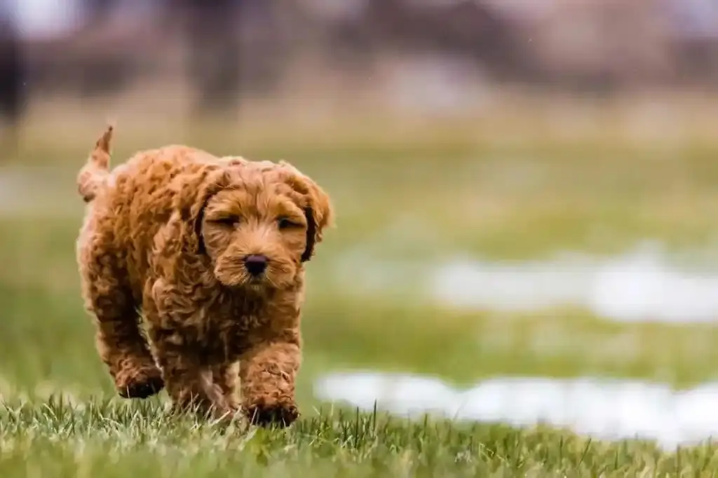 How Much Does an Aussiedoodle Cost to Own?