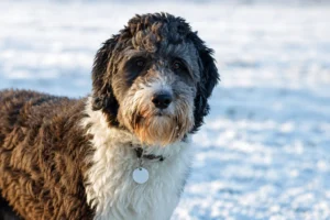 Housebreaking Crate Training and Potty Schedule