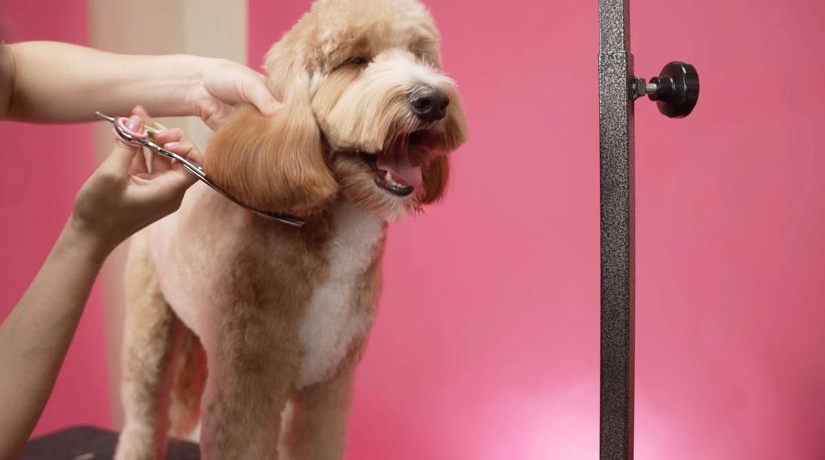 Puppy Grooming Schedule and Coat Transition Timeline