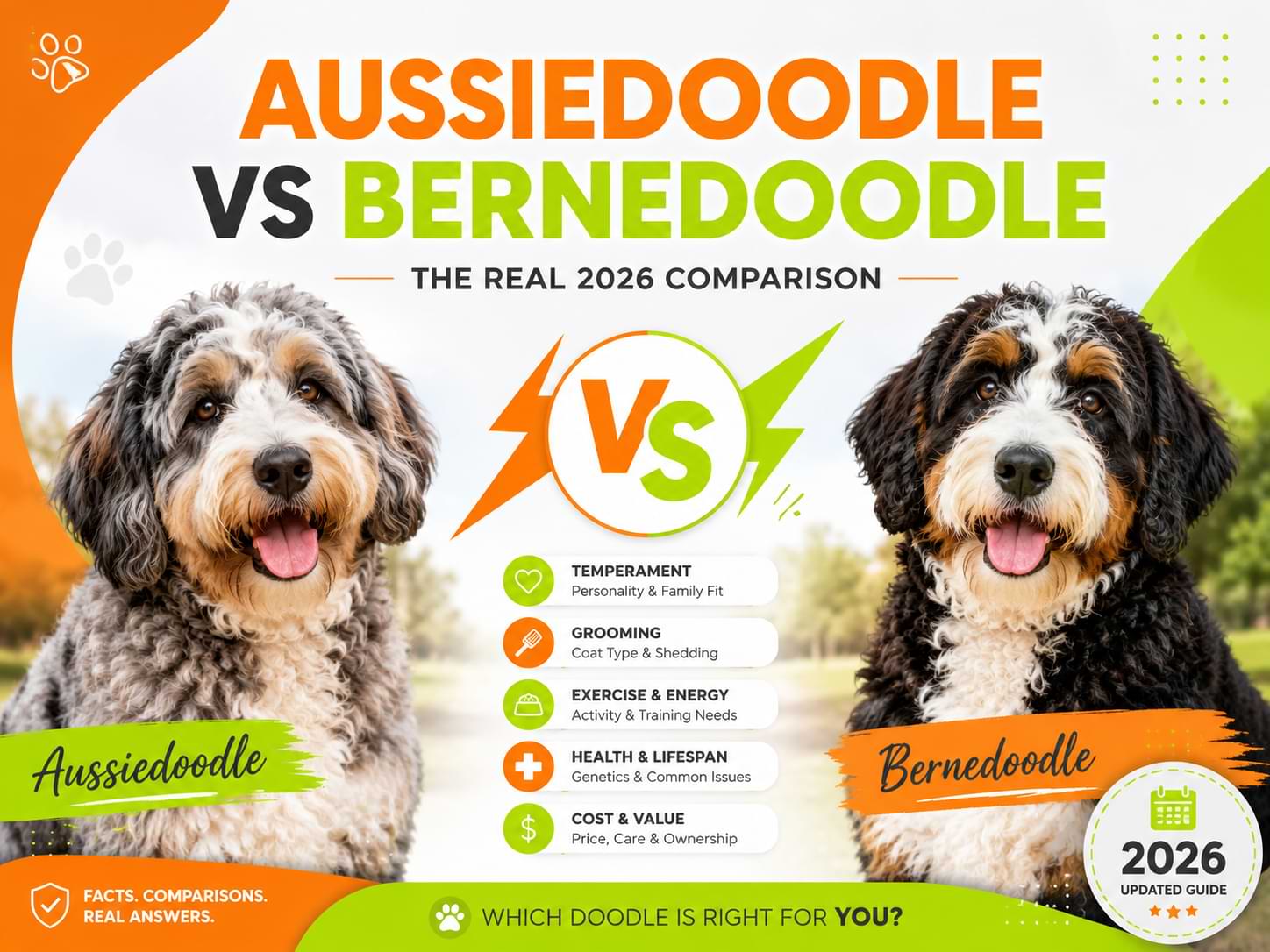 Aussiedoodle vs Bernedoodle The Real 2026 Comparison