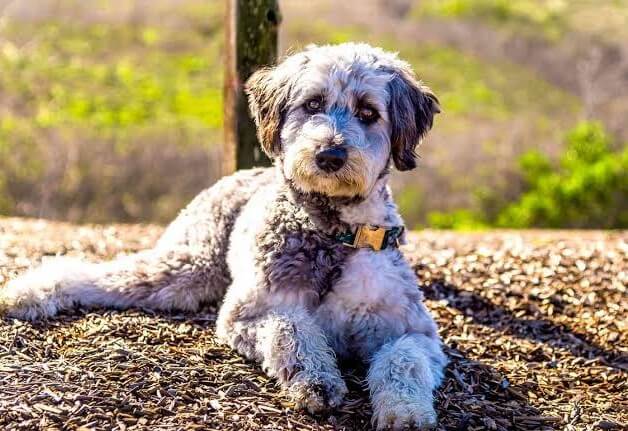What Aussiedoodle Owners Commonly Report