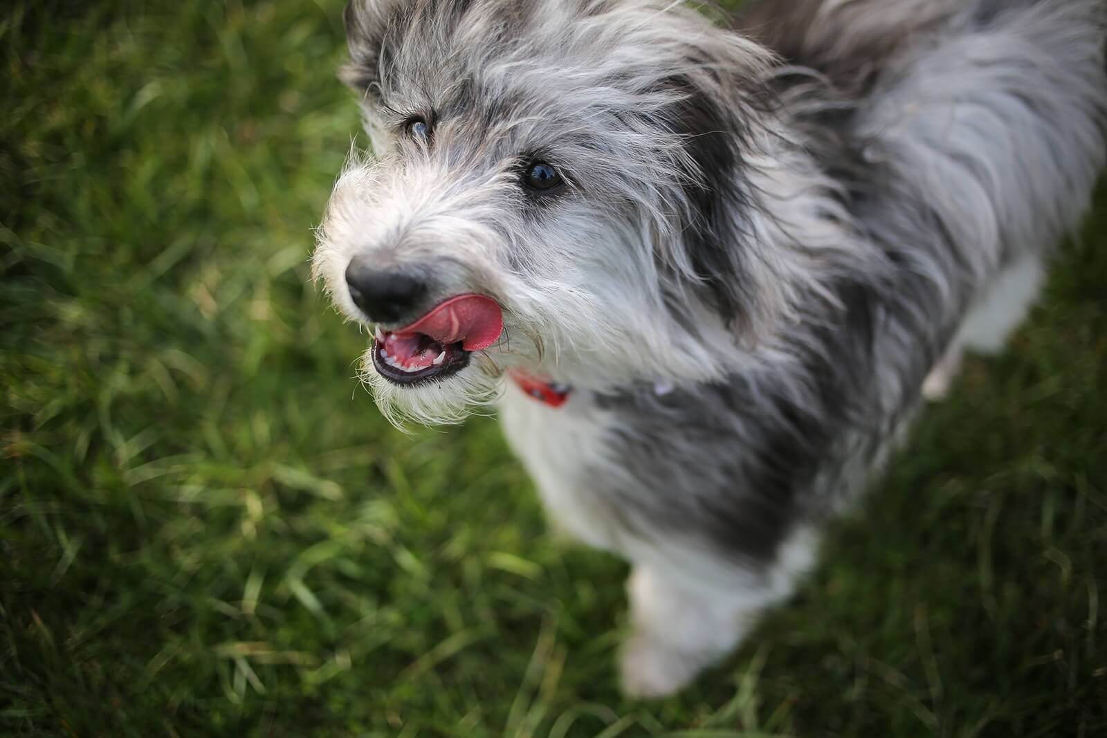What Is a Reverse F1B Aussiedoodle