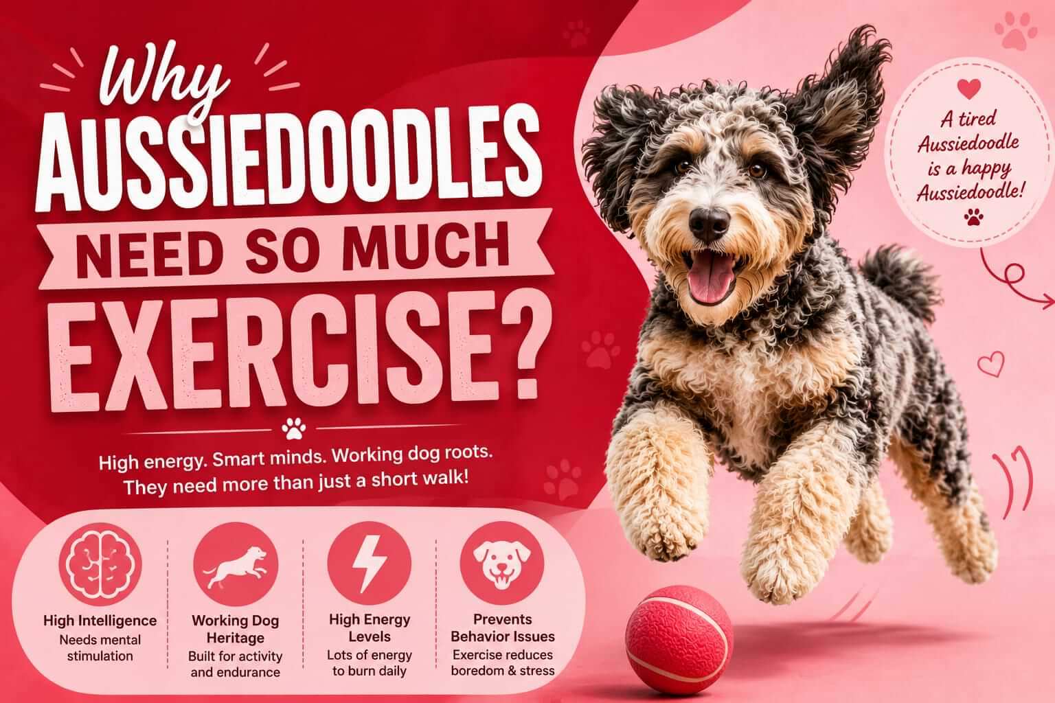 Why Aussiedoodles Need So Much Exercise