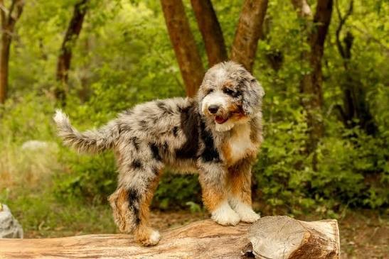Golden Ozzy Doodle Coat Types and Grooming Schedule