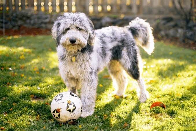 Common Mistakes Allergy Sufferers Make When Choosing a Dog