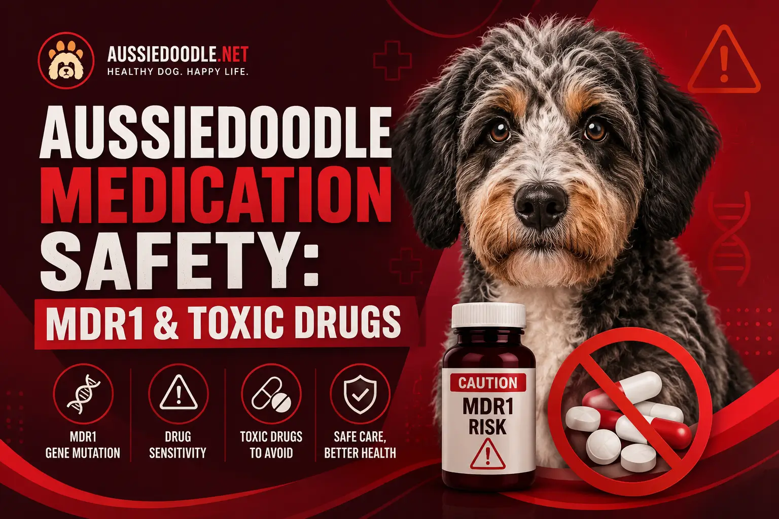 Aussiedoodle Medication Safety MDR1 & Toxic Drugs